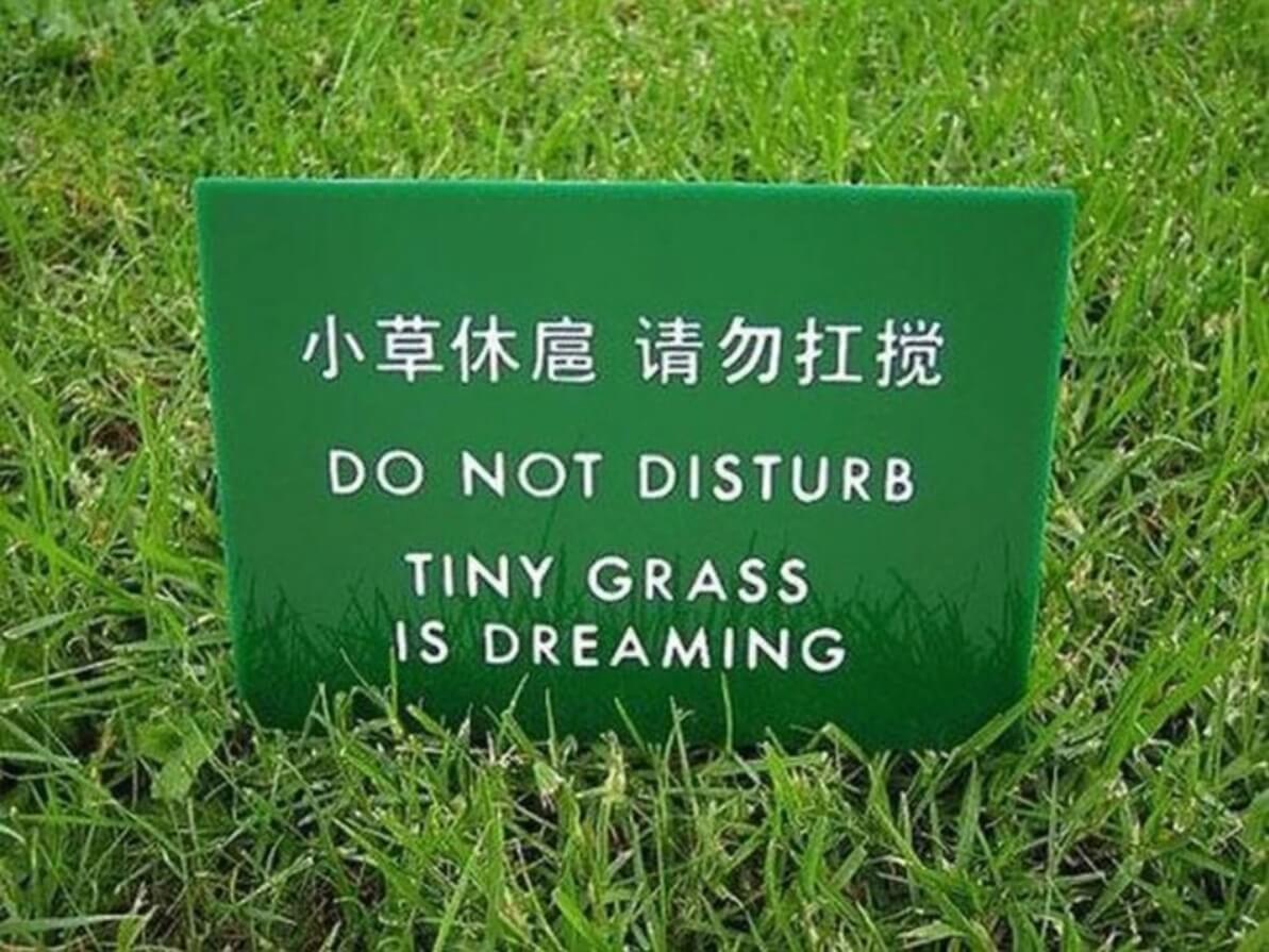 Tiny grass is dreaming
